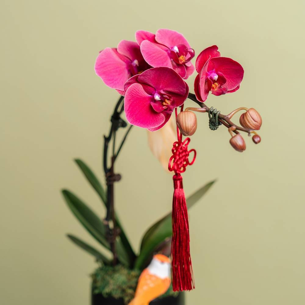 A beautiful purple orchid stem decorated with a red Chinese knot tassel